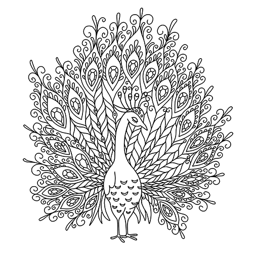 peacock coloring page