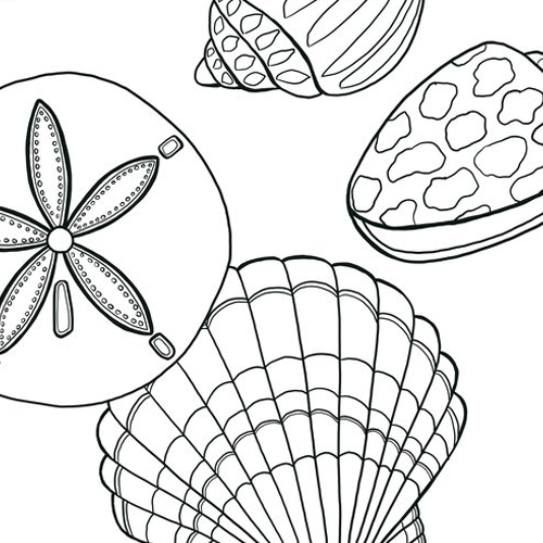 Bella Seashell Coloring Page