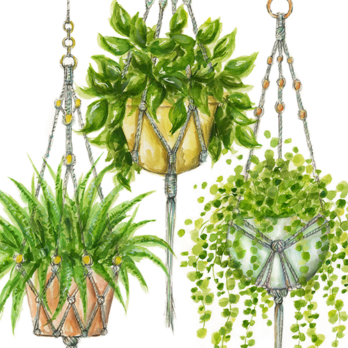 Bella Hanging Plants Wallpaper