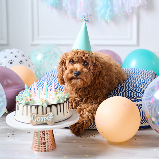 dog with cake and candles